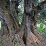All�interno dei tronchi si aprono vere e proprie cavit�, quasi stanze naturali, che lasciano intravedere il cuore dell�albero